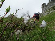 25 Anemone alpino (Pulasatilla alpina)